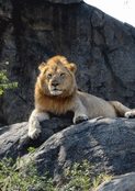 Lion majestueux sur son rocher ensoleill&eacute;